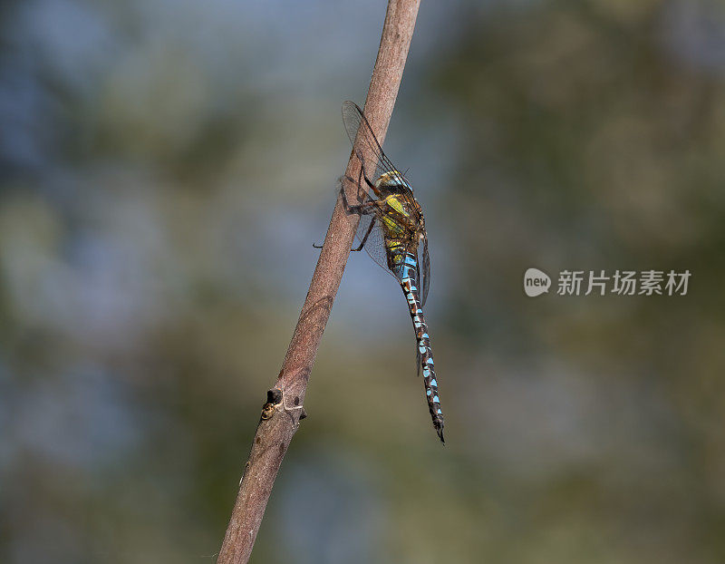 迁徙小贩蜻蜓(Aeshna mixta)